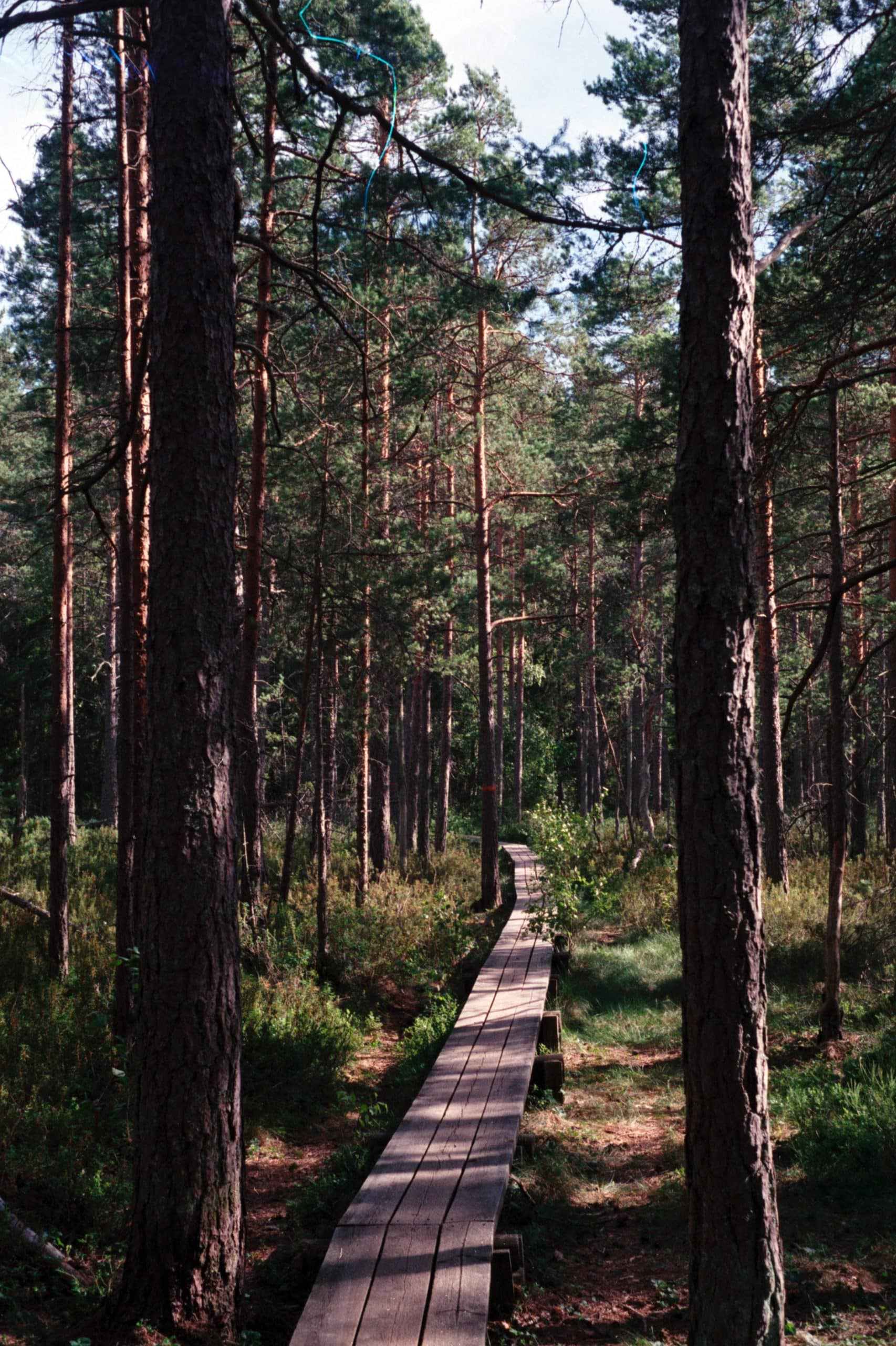 Del i Tyresta Nationalpark med träplankor som underlättar vandringen